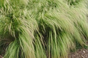 Plant of the Week: Nassella tenuissima or Mexican Feather Grass