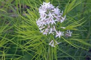 Plant of the Week: Amsonia Hubrichtii or Blue Star