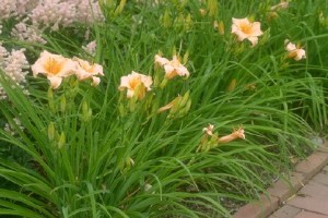 Plant of the Week – Hemerocallis or Daylilies