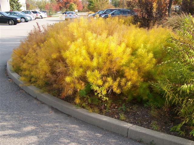 Amsonia.hubrichtii.fc(Small)